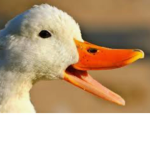 Duck Assistance Department