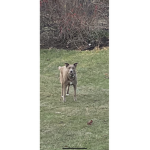 Dogsssssssssssssssssssssssssssssssssss