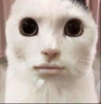 Nazawawee