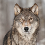 !!!!!wolfs united!!!!!