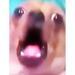 Escape the meme obby!