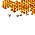 Bees hive