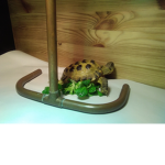 _Tortise_group_