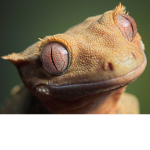 Gecko bros!