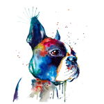 Boston Terrier Productions