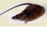 .: Rat Pack:.