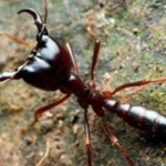 ant land
