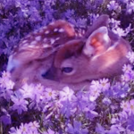 lil deer squad