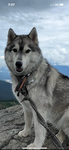 Team Husky89