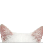 PawsKitten