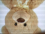 Die coolen Teddys Teddy Teddy