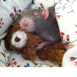 Rats on crack >:]