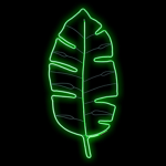 Cilantro_Perejil Club Oficial