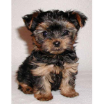Puppy Rules Team <3
