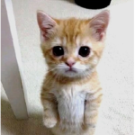 I love El gato