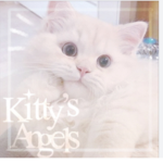 Kittys Angels