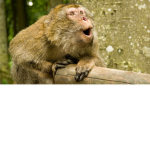 Monkeys United (OFFICIAL)