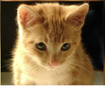 (Elgato)