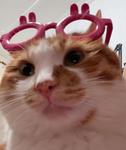 EverythingPets