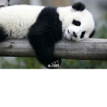 #Save panda army