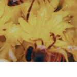 HoneyBee Shopping Mall