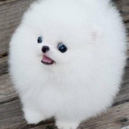 Dog Roblox decal