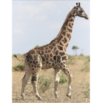 Giraffe babils