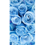 K Blue roses