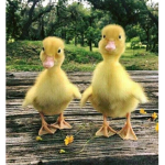 Duckys Playground