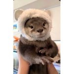 the otter club!
