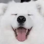 Doges studio’s games