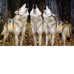 the_wolf_pack7265