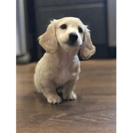 Puppy Pups United