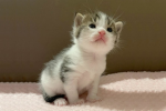 Ur baby pic