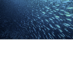 Fischgang Gruppe