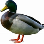 The Council Of Duck