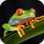 -Team~FroG-