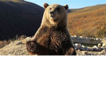 The bear group.