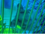 Jucie wrld fans and hamster fans