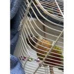 Little BirdsAka Little Carlos