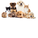 The Pet Group$