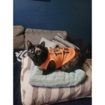 oh my cats
