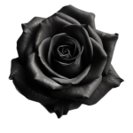 (- - flowers - -)