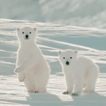 Polar bears <3