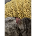 Cat headquarters