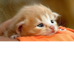 Kitten hugs