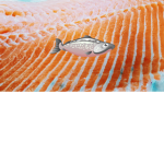 Salam salmon