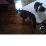 Kitty's rule and take over every thing