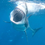 #killerSHARKS