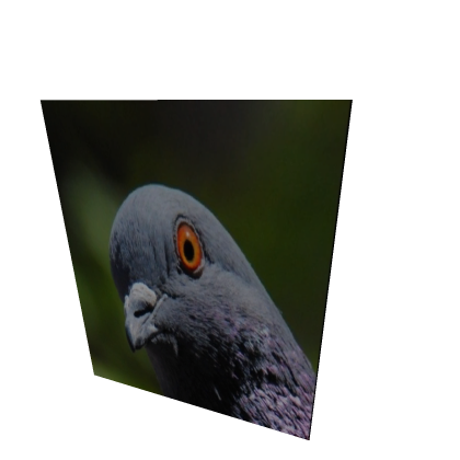 Raise A Pigeon Character